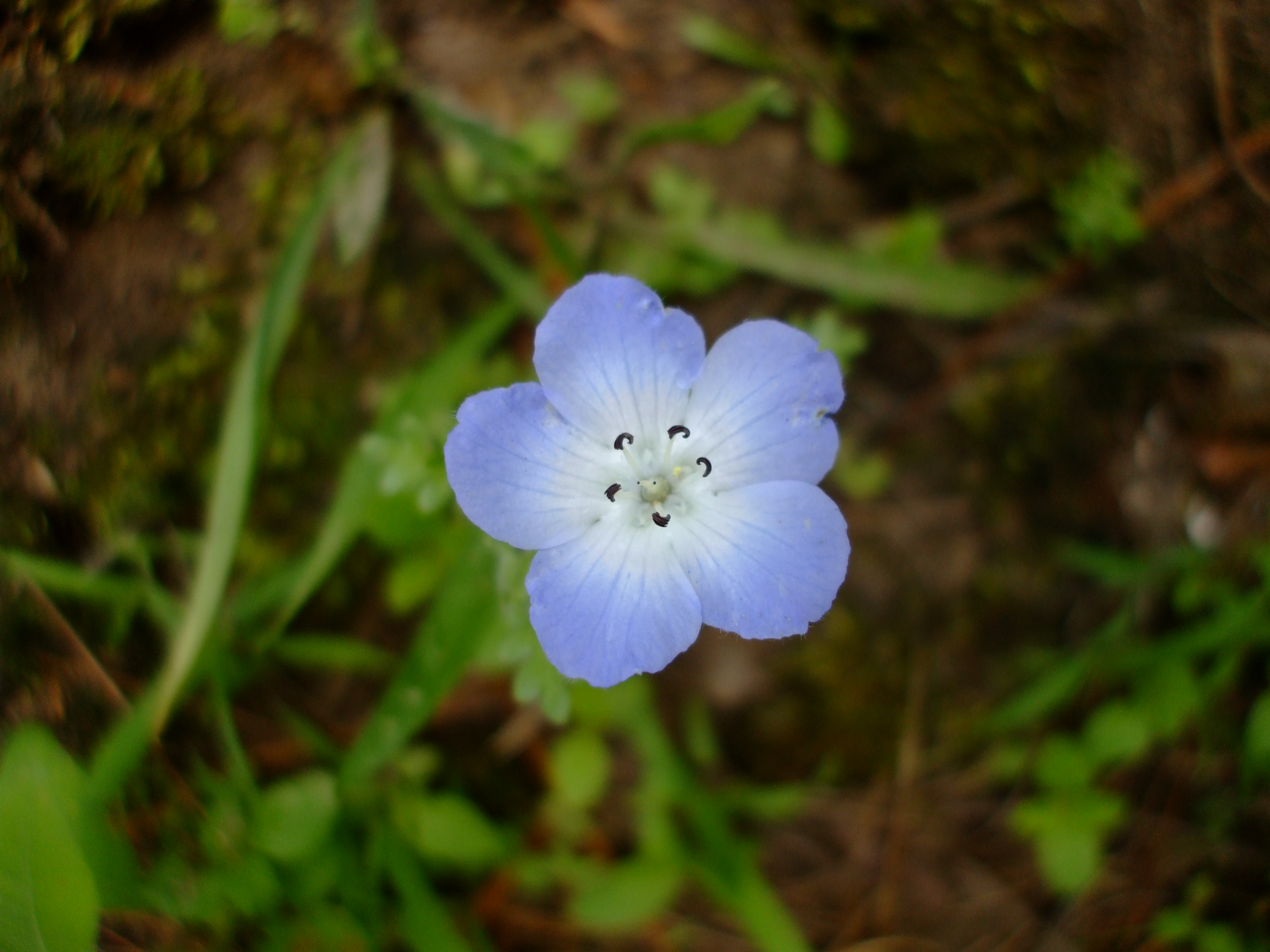 Nemophila menziesii